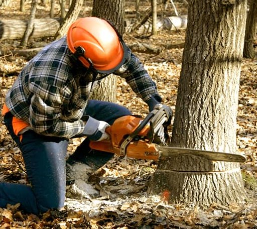 Tree Removal in Hanover, CT
